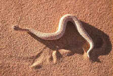bitis peringuei