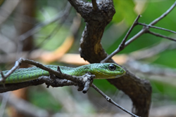 boomslang1.jpg