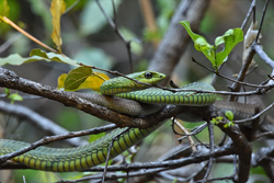 boomslang2.jpg