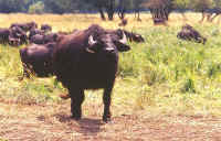 buffle