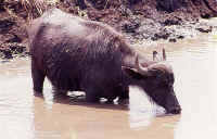buffle