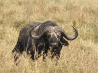 buffleserengeti.jpg