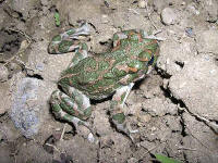 Bufo viridis
