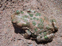 Bufo viridis