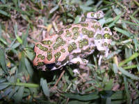 Bufo viridis