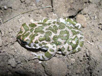 Bufo viridis