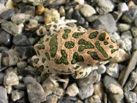 Bufo viridis