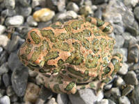 Bufo viridis