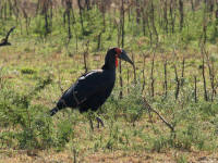 calaoterrestre.jpg