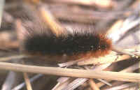 chenille arctia caja