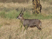 cobedefassaserengeti.jpg
