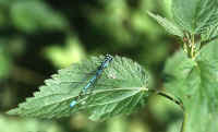 coenagrion puella