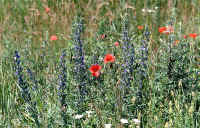 coquelicots et sauge