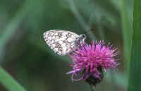 papillon demi deuil