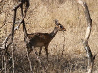 dik-dik.jpg