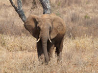 elephantT1.jpg