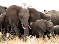 elephants2T.jpg