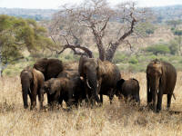 elephantsT.jpg