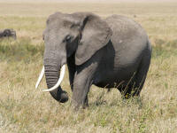 elephantserengeti.jpg