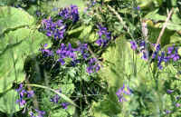 fleurs bleues.jpg