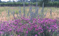 fleurs et sauge