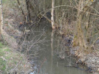 fossetriturus.jpg
