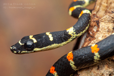 Chrysopelea ornata