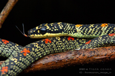 Chrysopelea ornata
