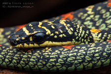 Chrysopelea ornata