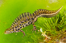 Triturus marmoratus