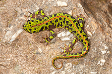 Triturus marmoratus