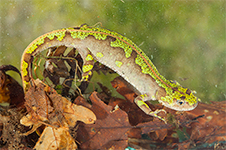 Triturus marmoratus