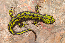 Triturus marmoratus