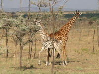 girafesserengeti.jpg