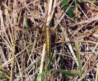 gomphus