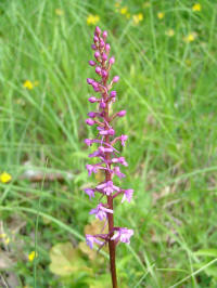 gymnadenia_conopsea.jpg