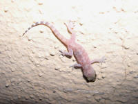 Hemidactylus turcicus