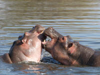 hippos.jpg