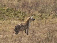 hyeneng3.jpg