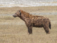 hyeneng4.jpg