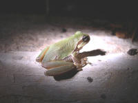 Hyla savignyi