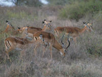 impalas.jpg