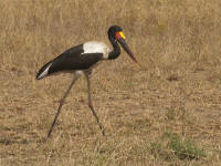jabiru.jpg