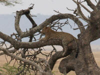 leopard.jpg