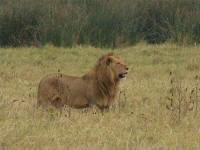 lionmale.jpg