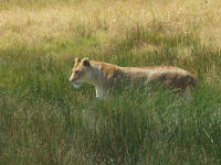 lionne.jpg