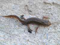 Lissotriton helveticus