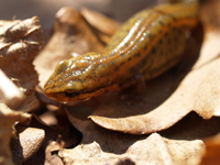 Lissotriton helveticus