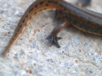 Lissotriton helveticus