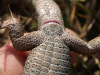 maleagilis.jpg